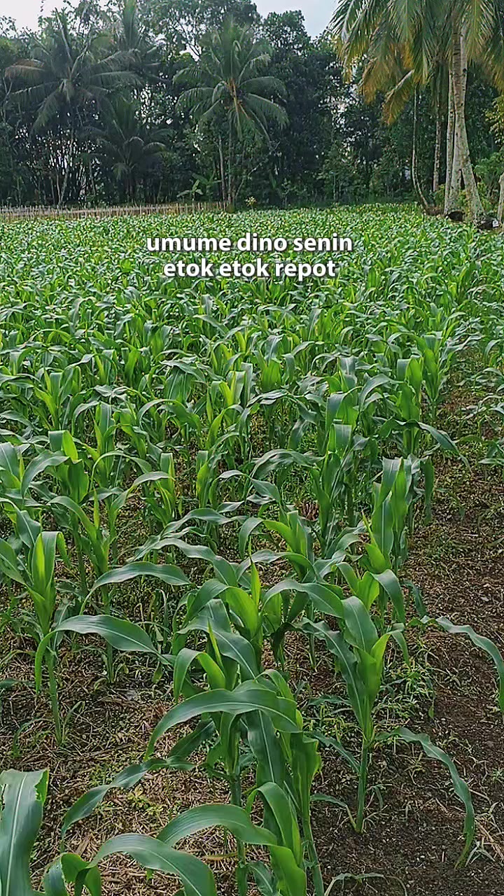 @JP farm