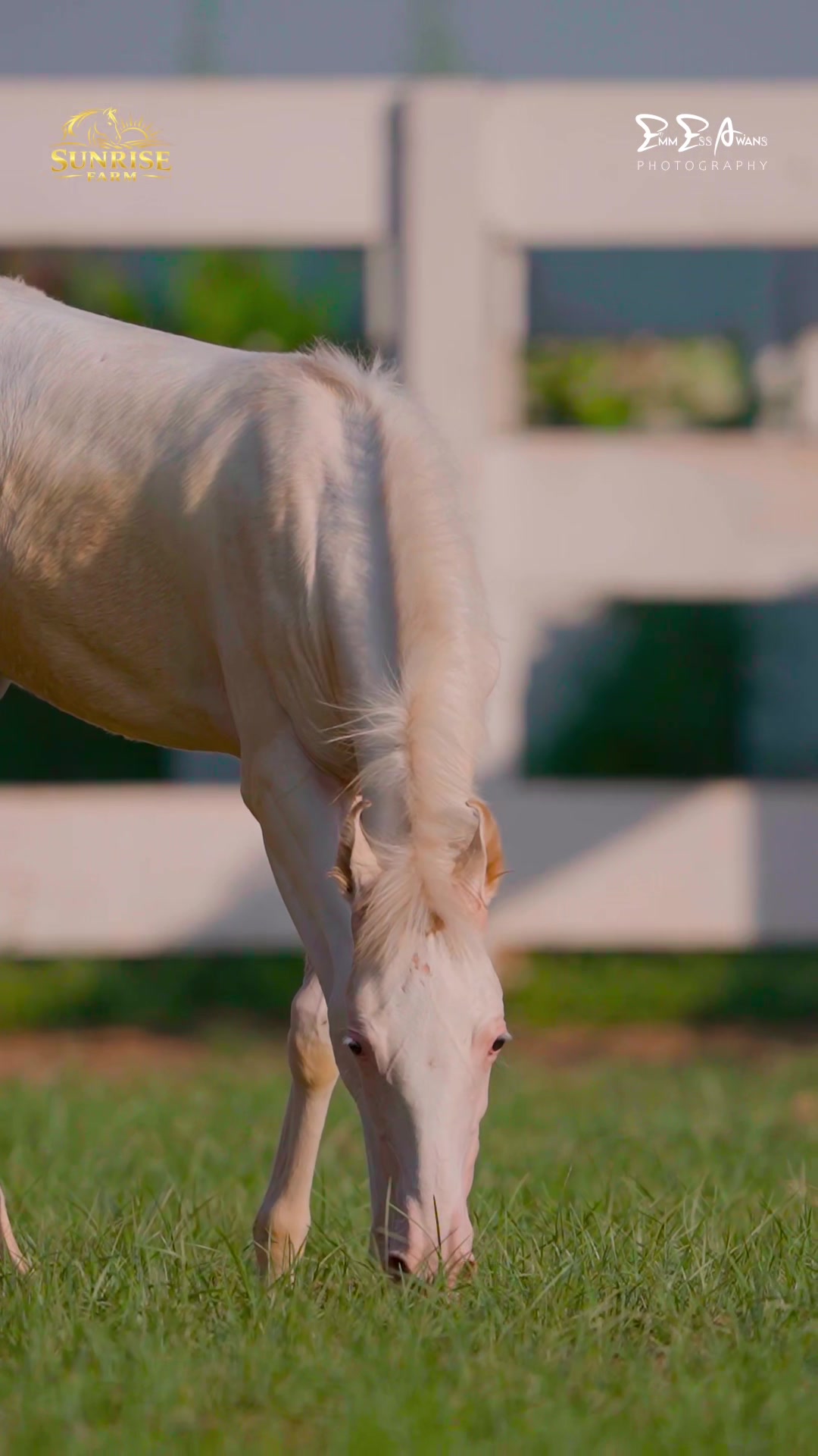 @SUNRISE STUD FARMS RAWALPINDI