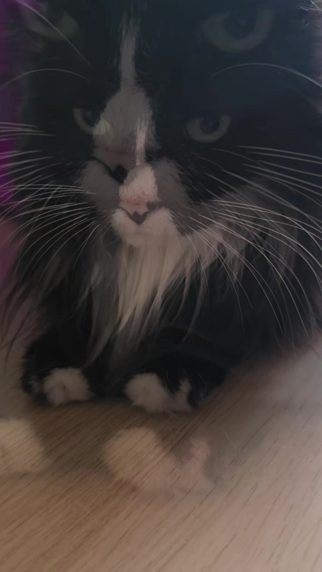 @AtticaTheTuxedoCat