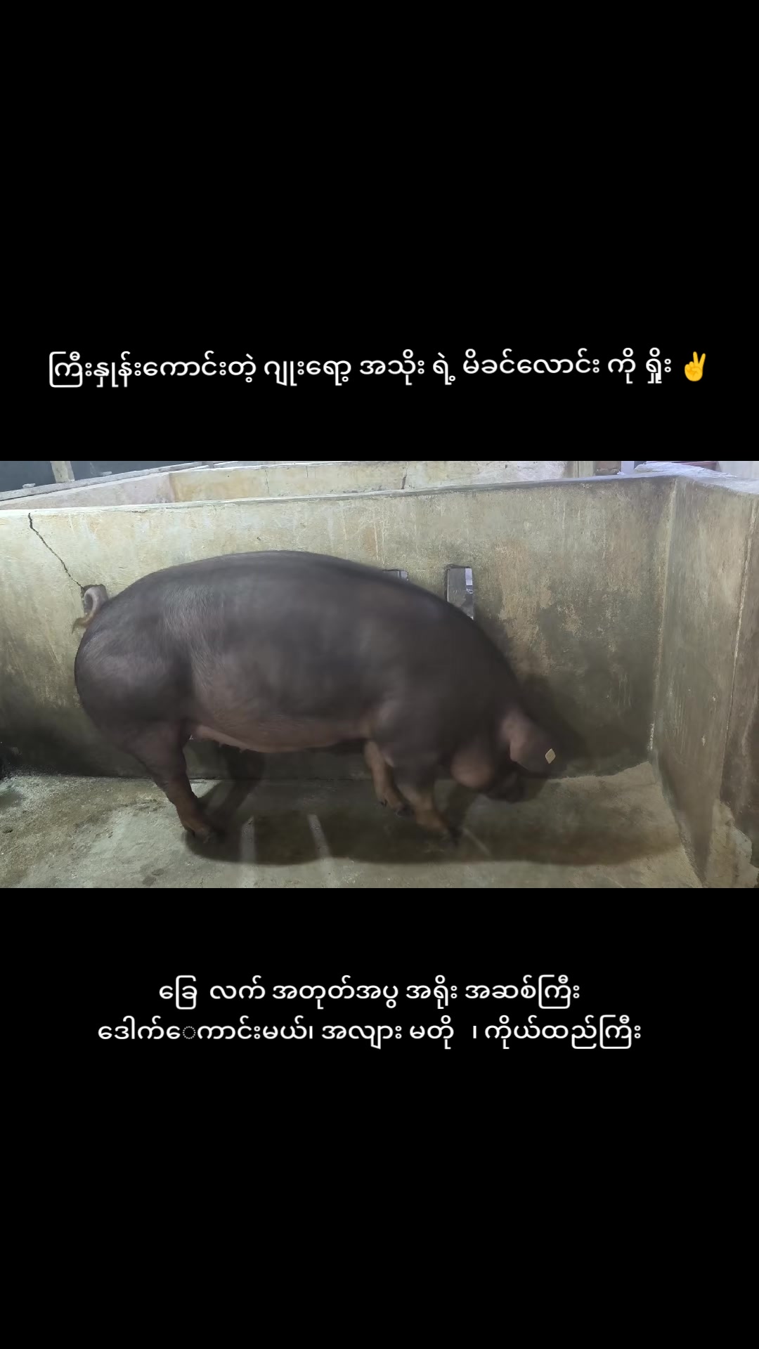 @"ရွှေဖြူးသား"၀က်မွေးမြူရေးခြံ