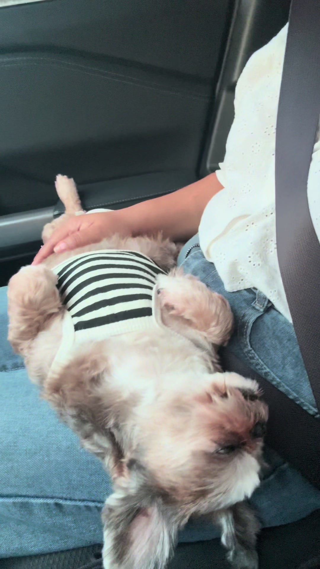 @Nella and Lucky the Shih🐶