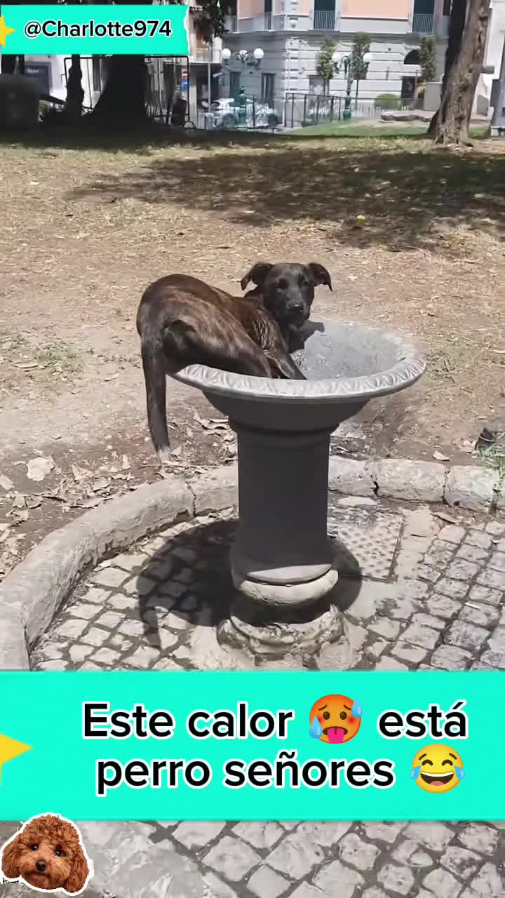 @Charlotte🐕🦺🐈🐕🦬🐐🐎🐄🐒