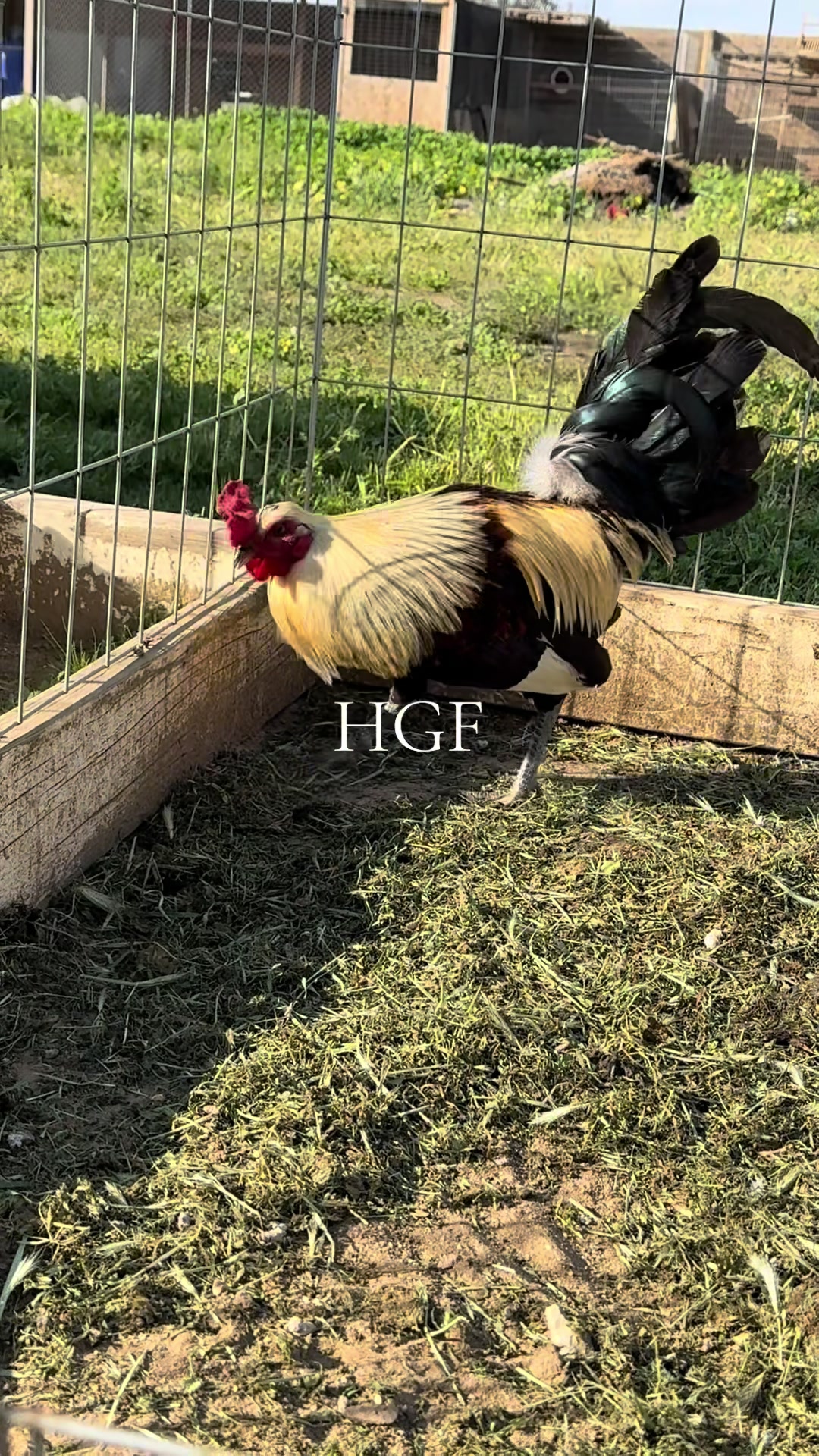 @H Gamefarm🔸