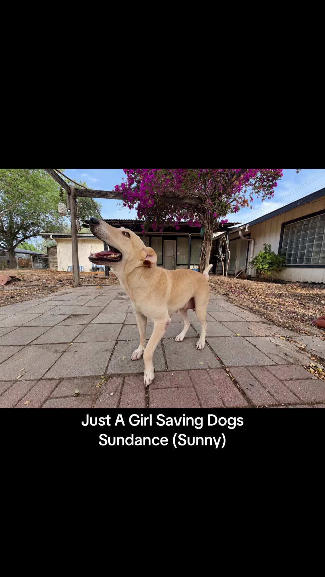@Just A Girl Saving Dogs
