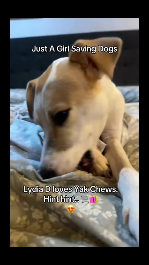 @Just A Girl Saving Dogs