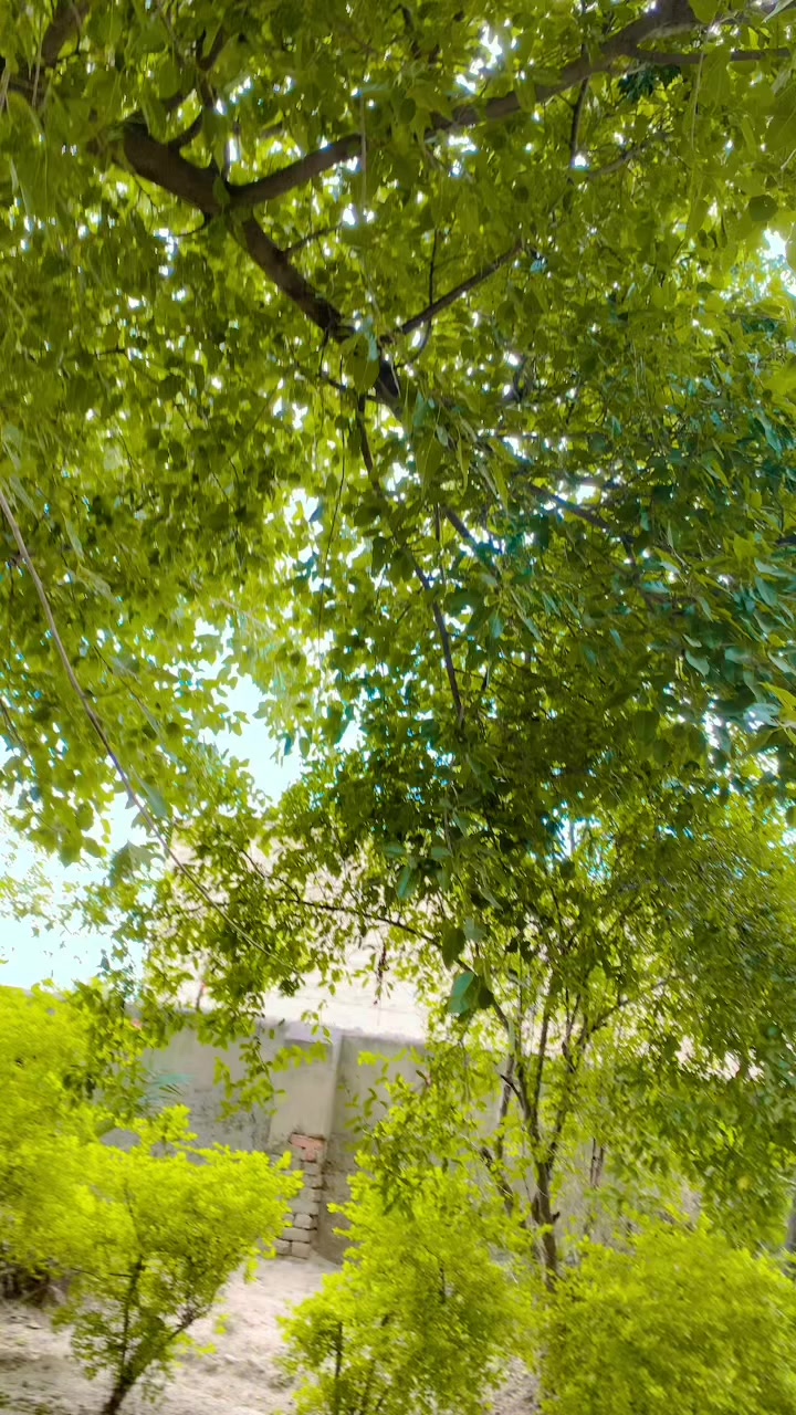 @꧁༺༒〖&deg;𝕤𝕠𝕙𝕒𝕚𝕝&deg;〗༒༻꧂