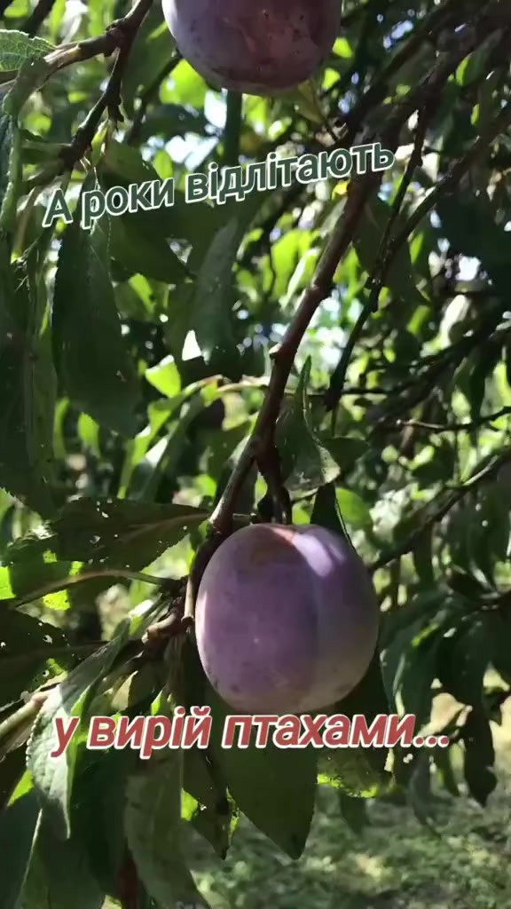 @НАДІЯ🌺