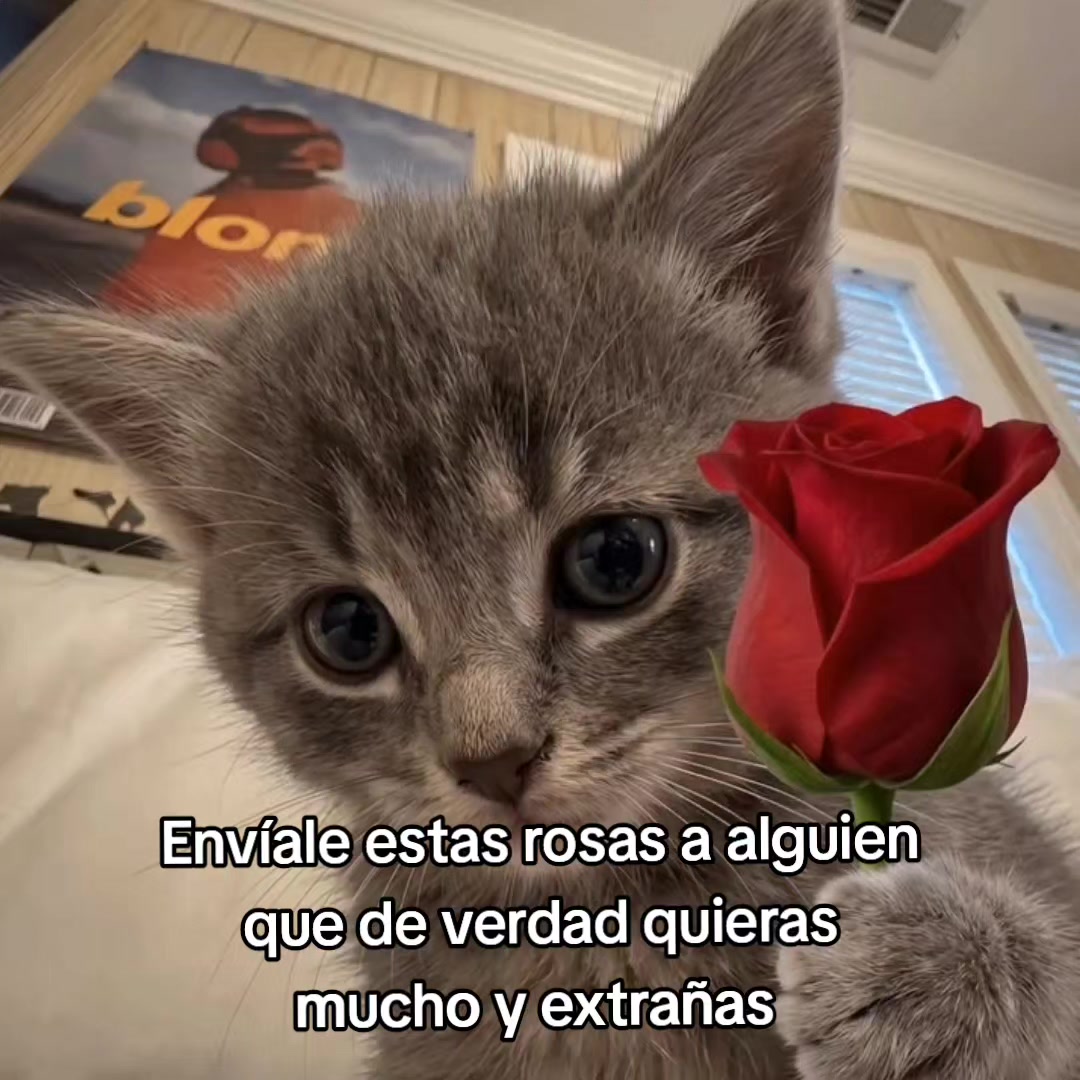 @goodvibessxd