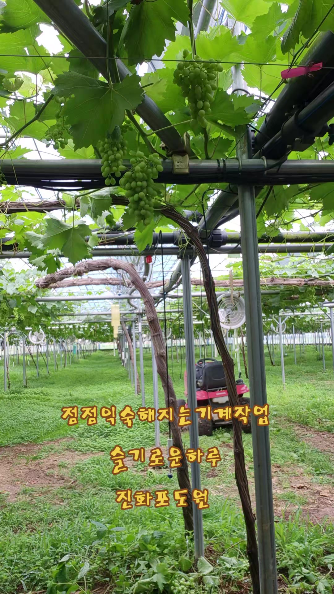 @진화포도원