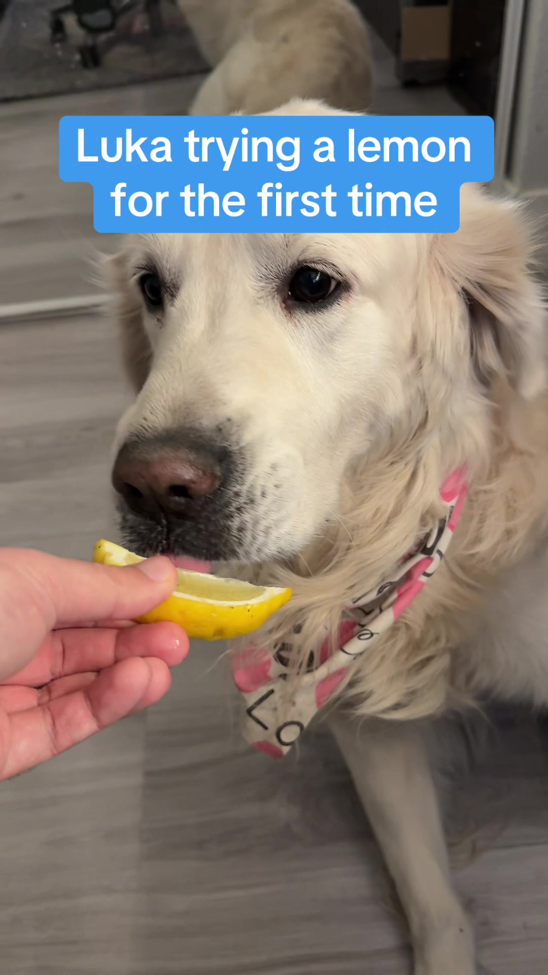 @Hulu, Luka & Luna
