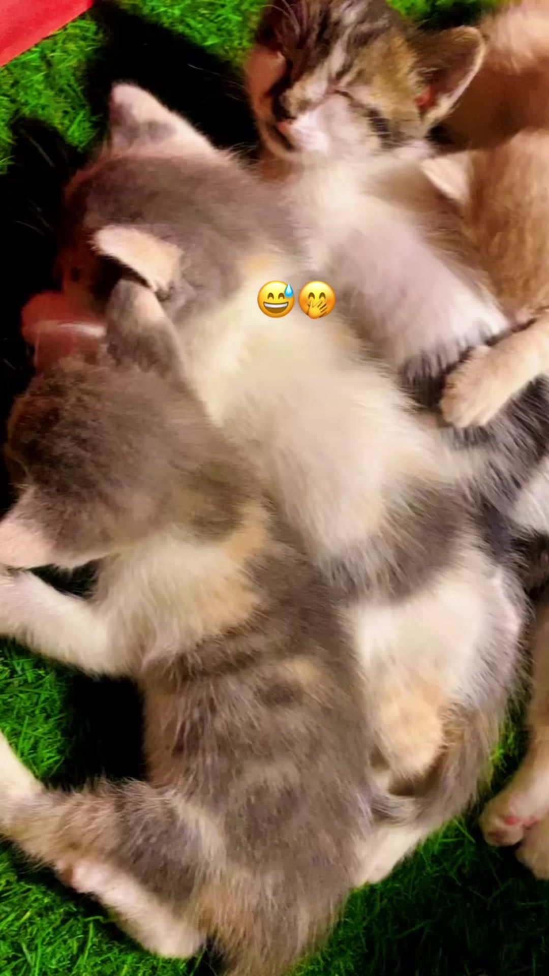 @توته ملتوته🍓☺️✌️