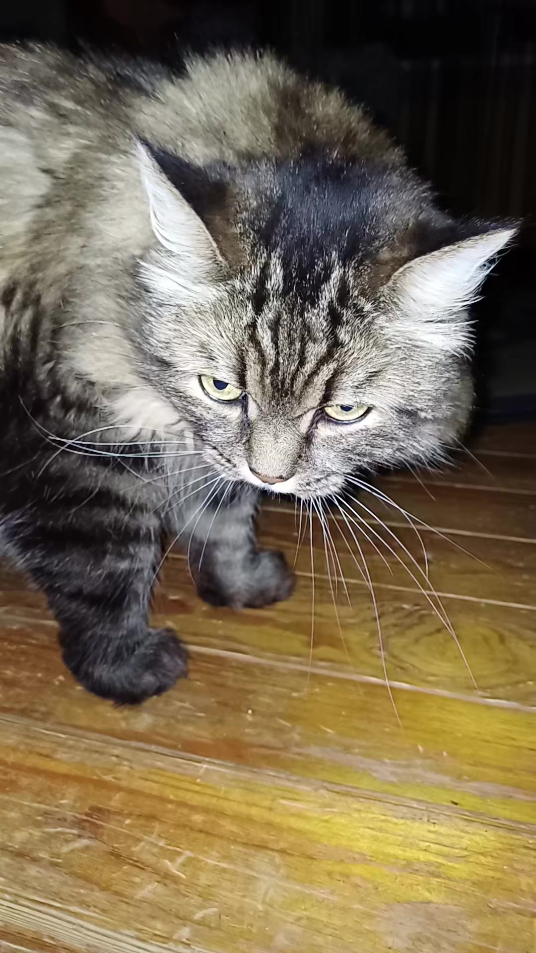@cat_bayun_