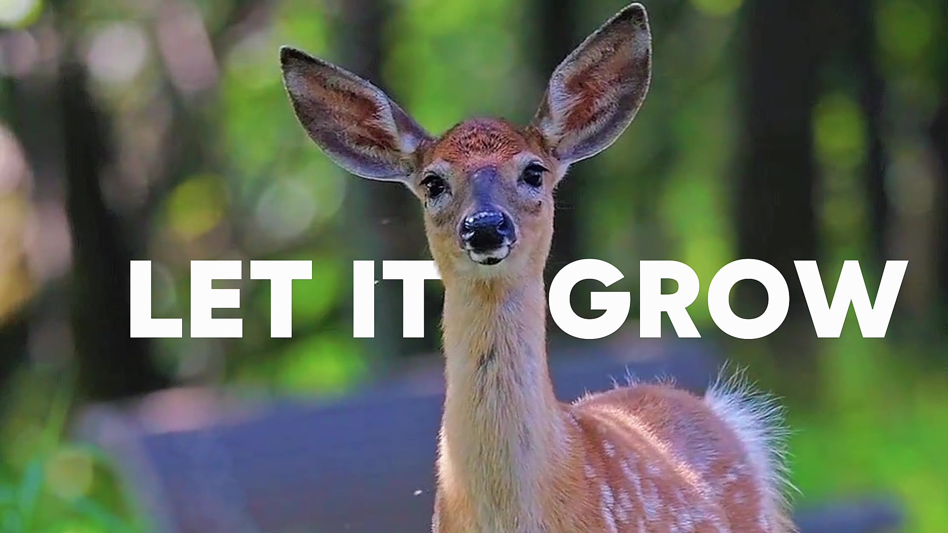 @Democrats
