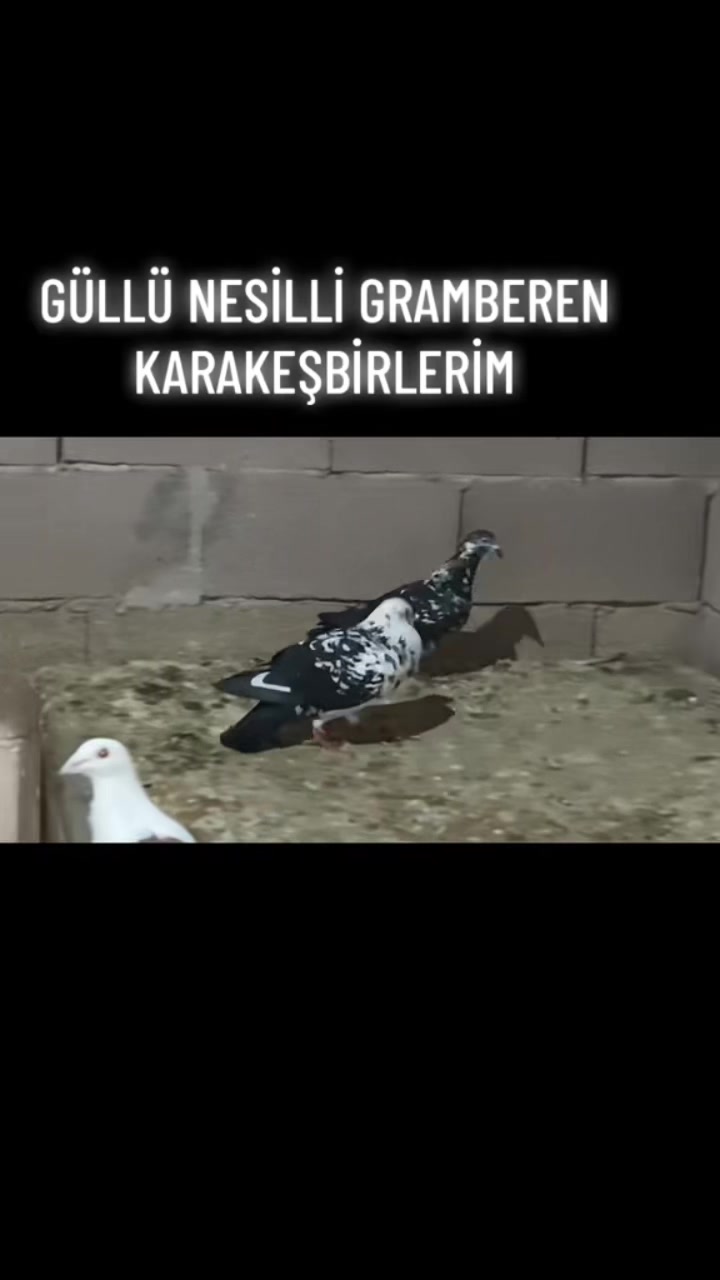 @ⒼİSMAİL ACARⒼ