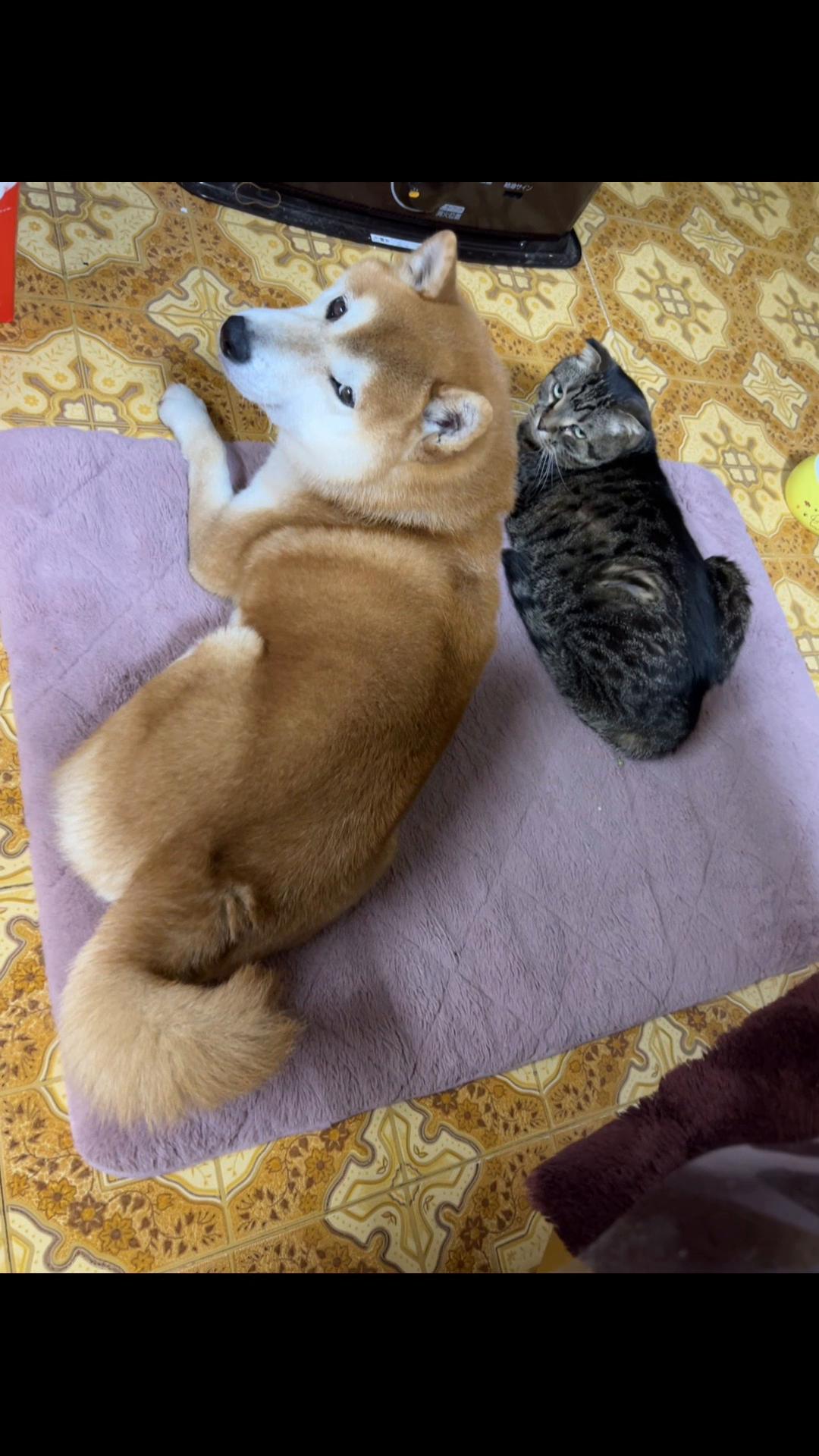 @柴犬虎徹