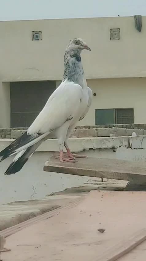 @malik Ali