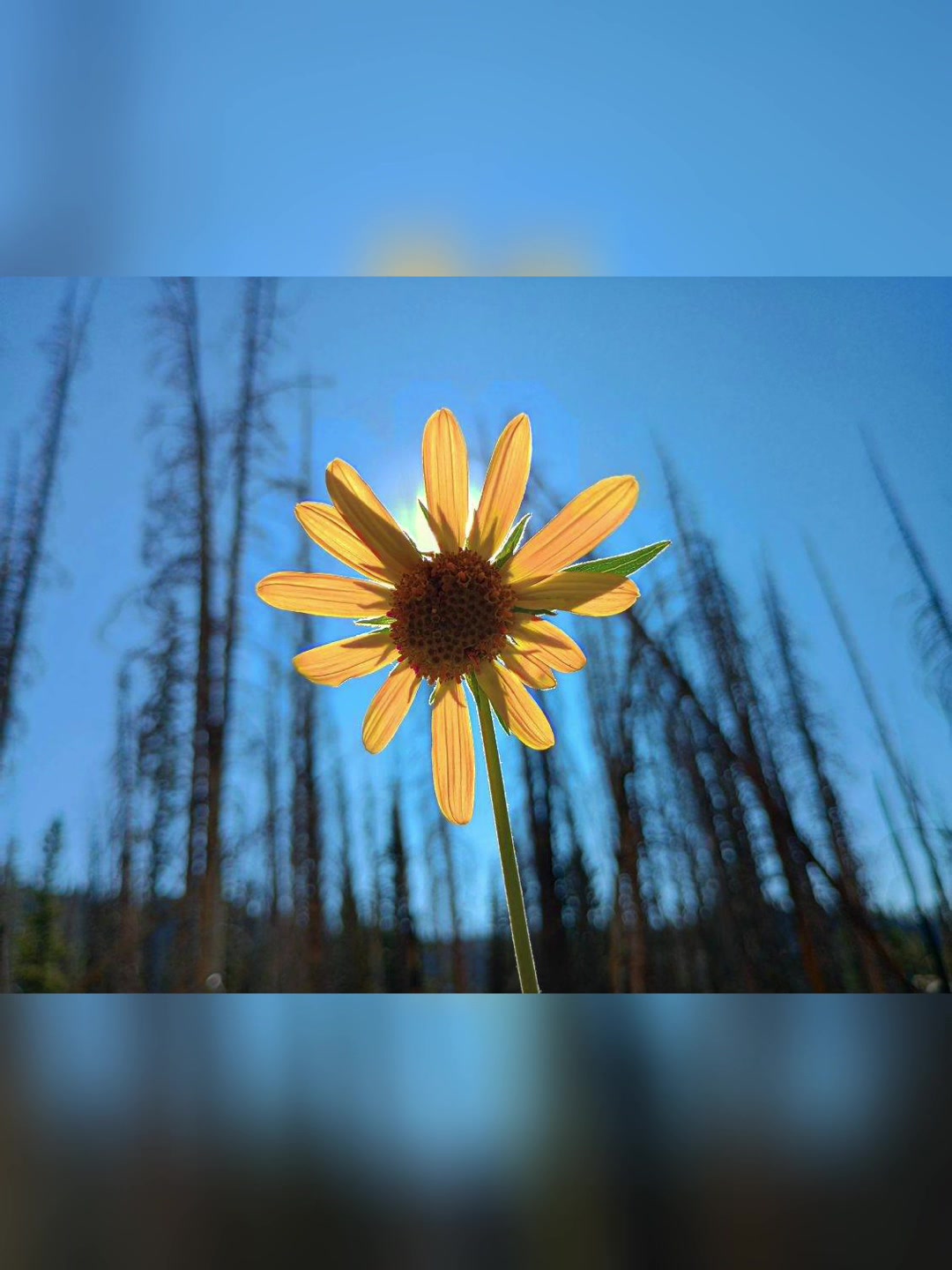 @Cowboytok