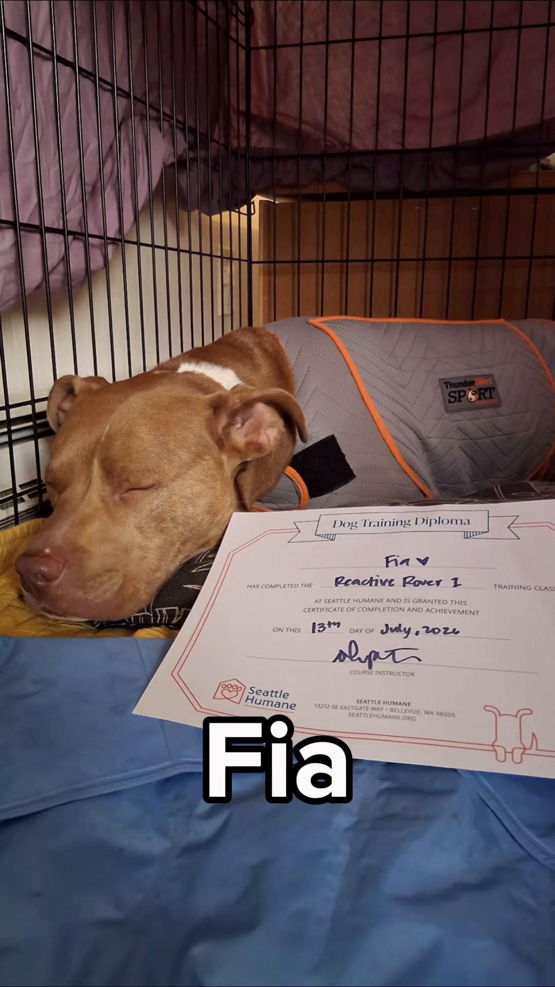 @Seattle Humane
