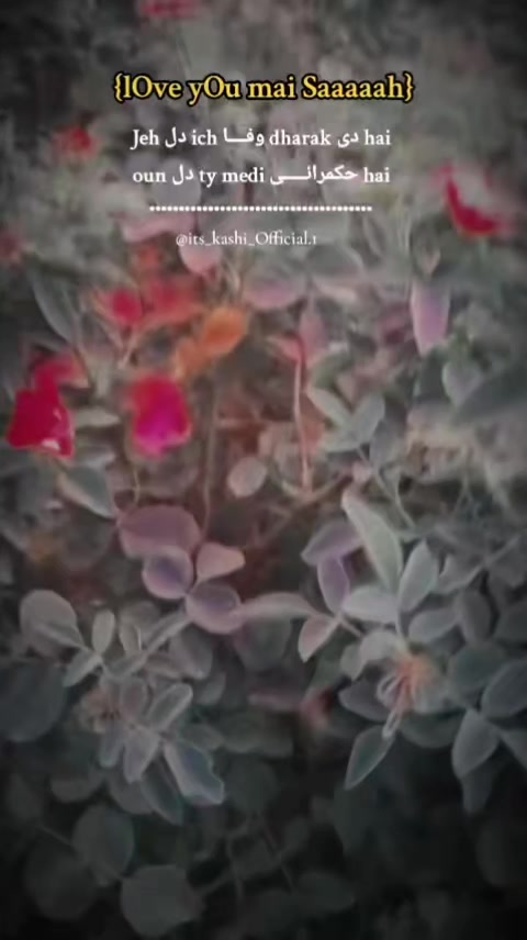 @シ︎𝐊𝐚شـی-𝐯❍𝐢𝐜𝐞🥀🖤