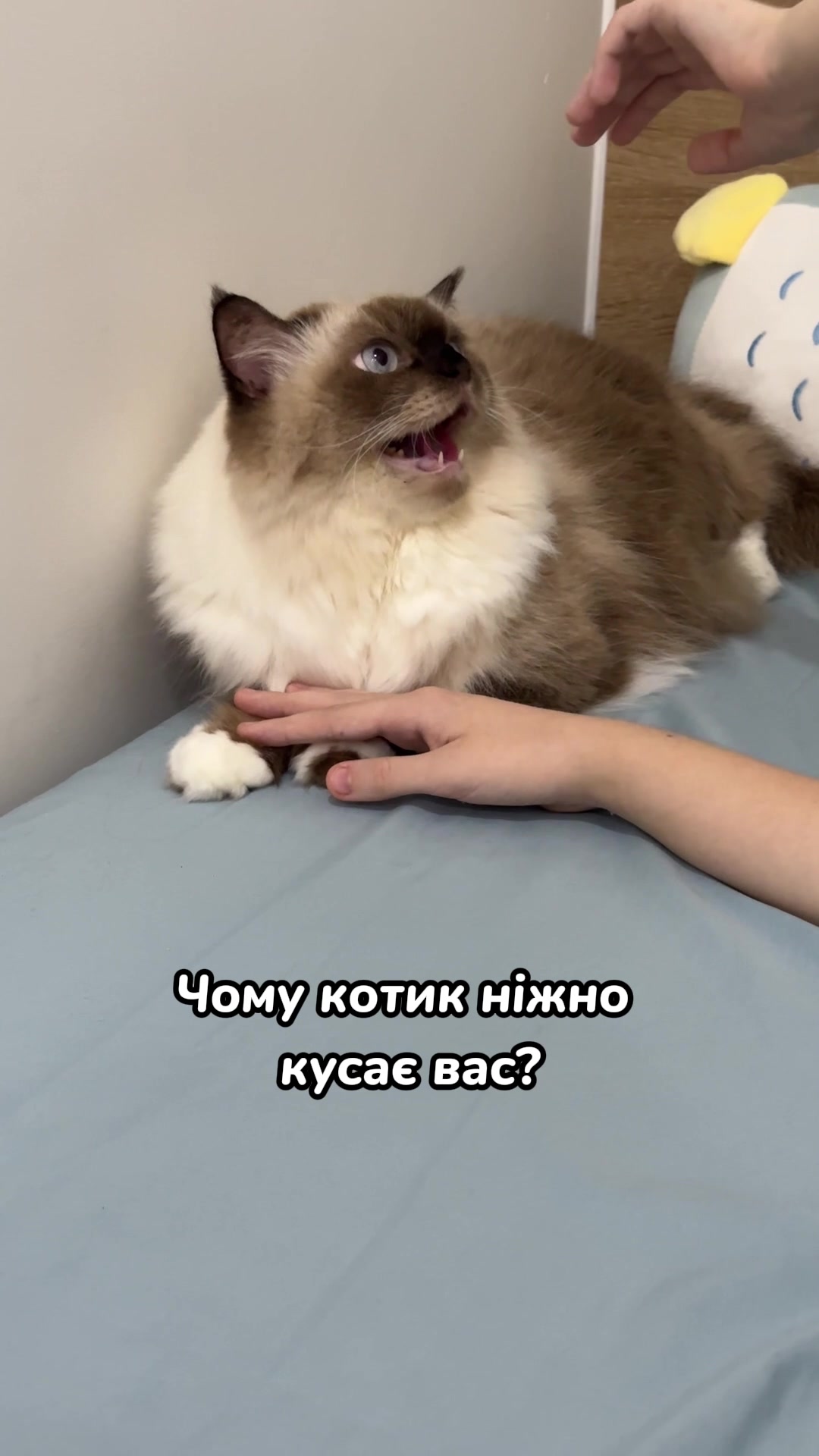 @Місс КІСЯ