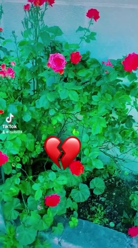@👑QELBI GÖZEL👑04