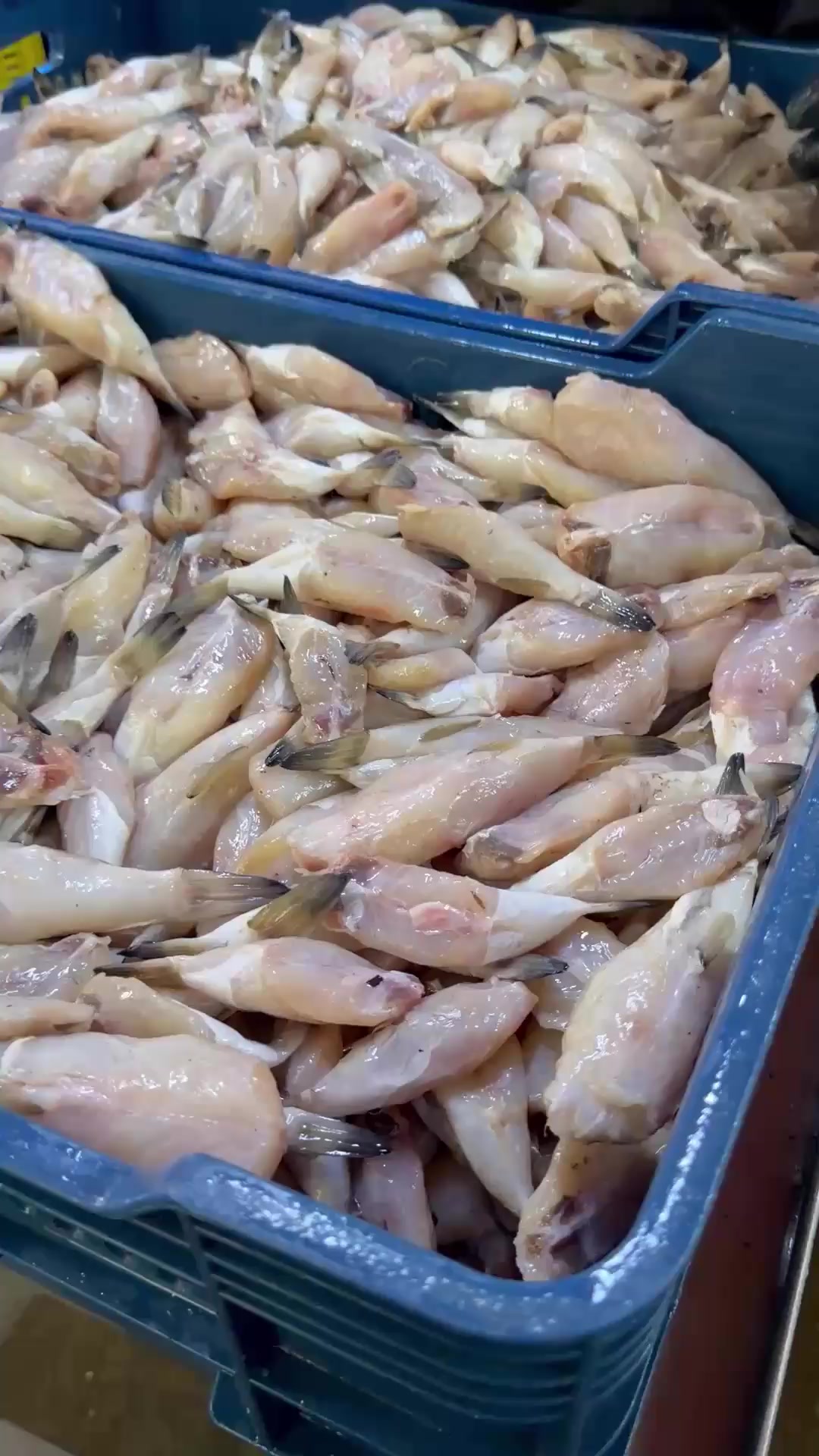 @Lamansiondelpescado