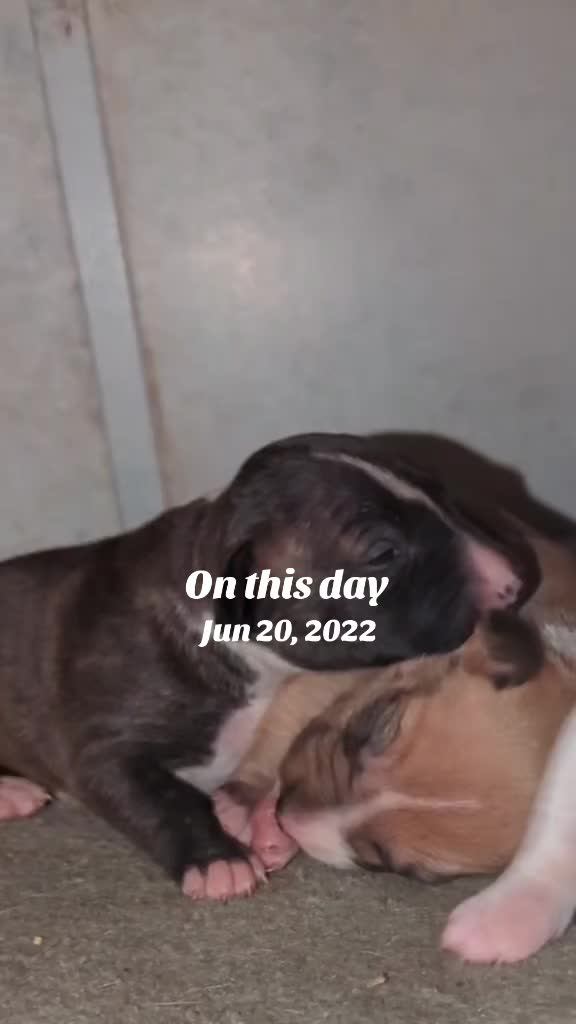 @jessibarbiesbullterrier