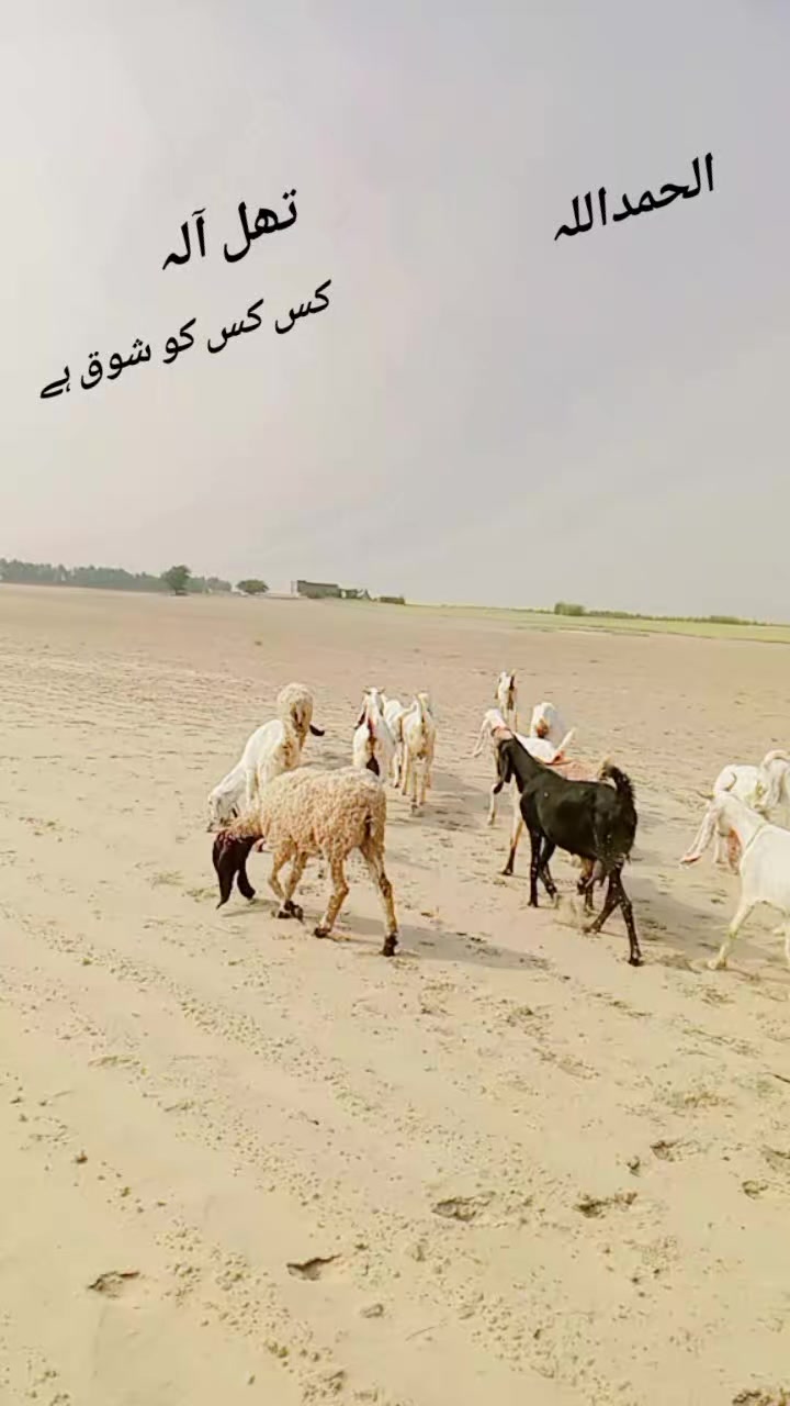 @Arslan Hasrat Saggu