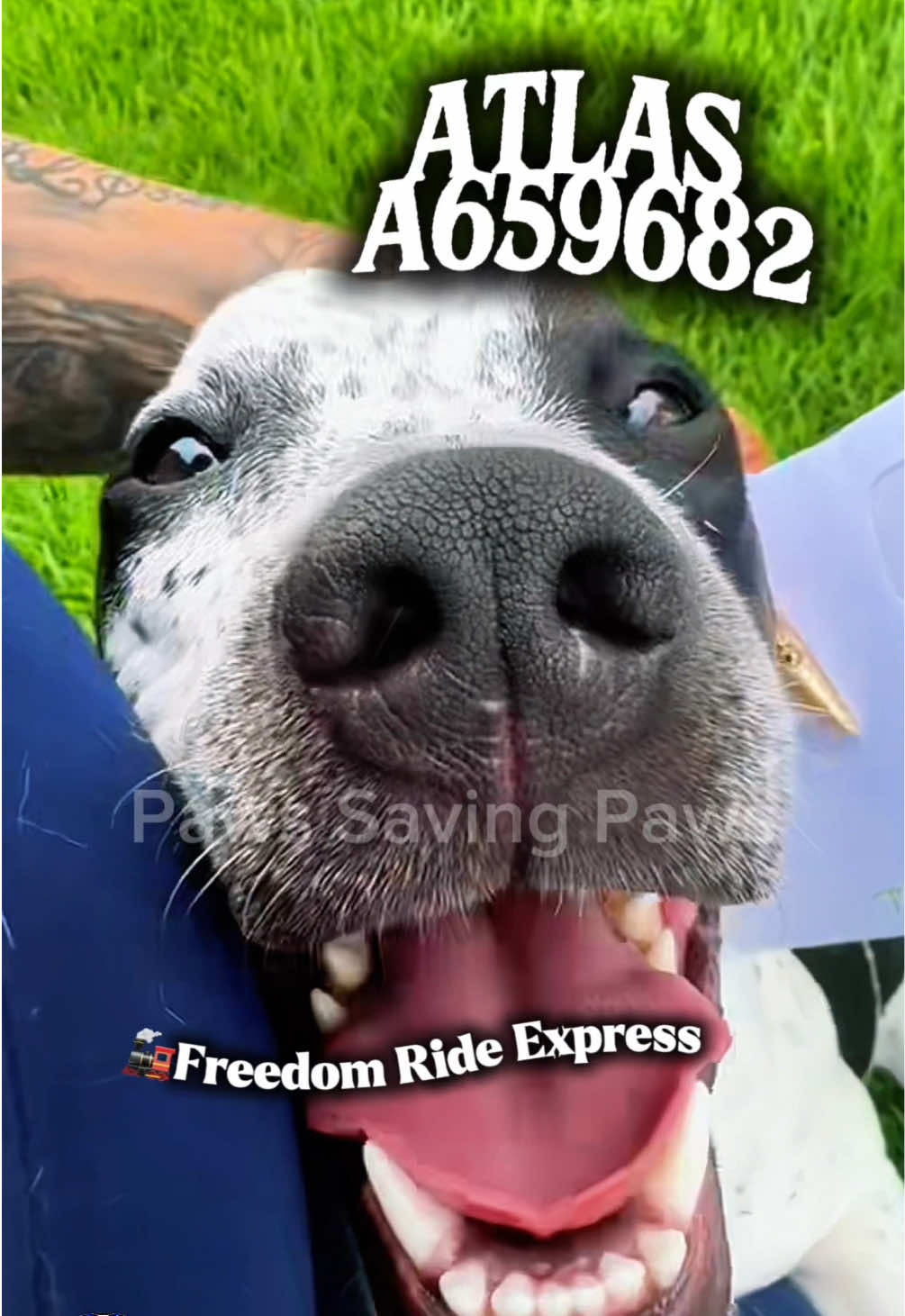 @pawssavingpaws