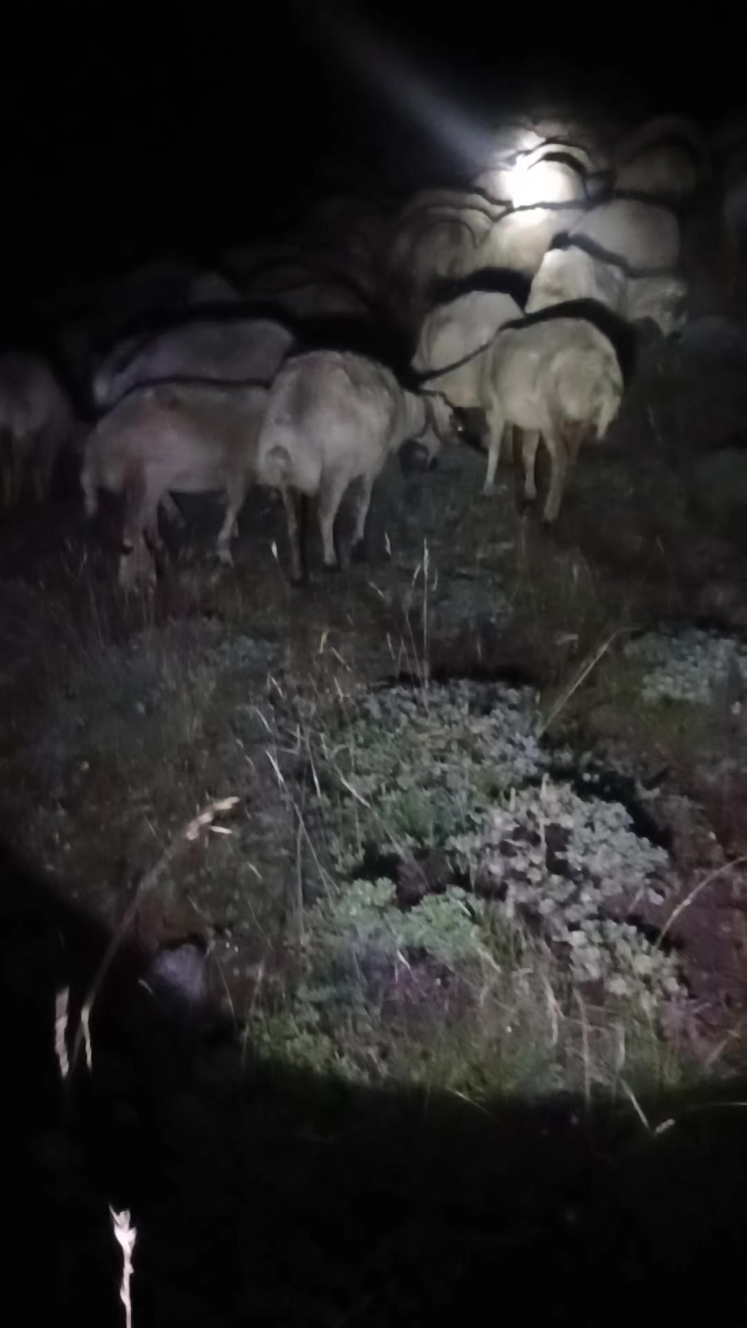 @Deli Çoban 42