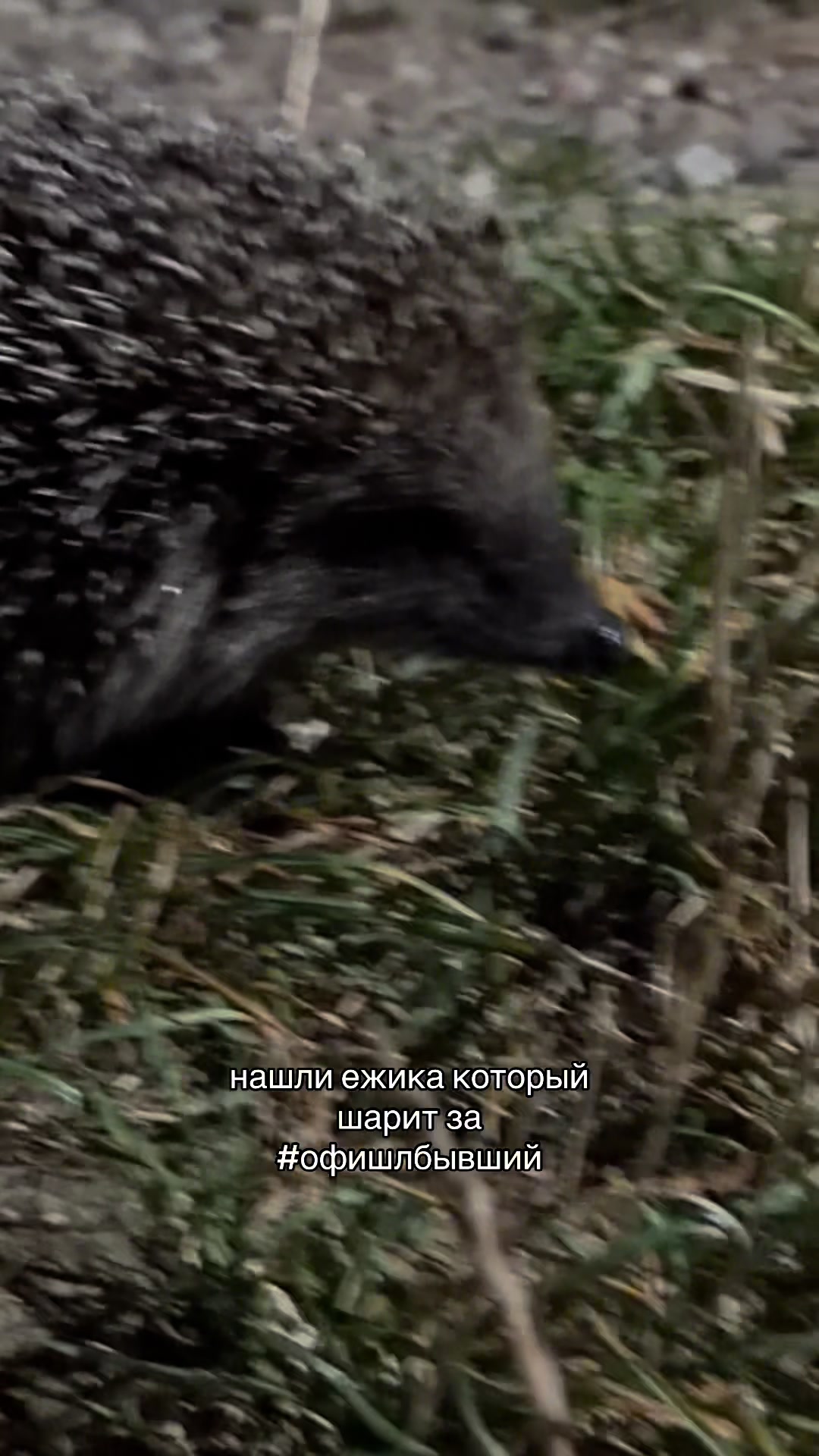 @fursjins