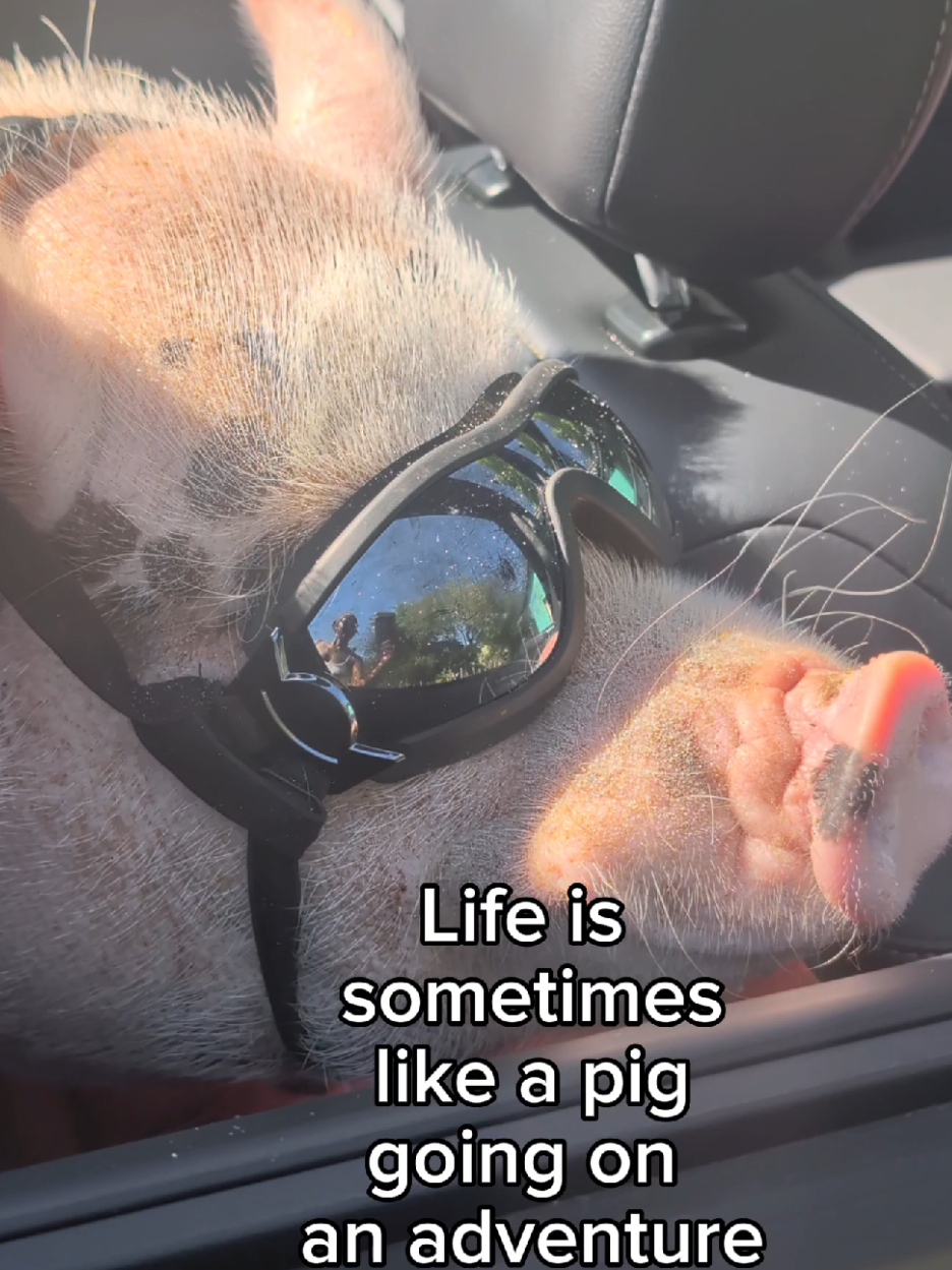 @OnePigHappyFamily