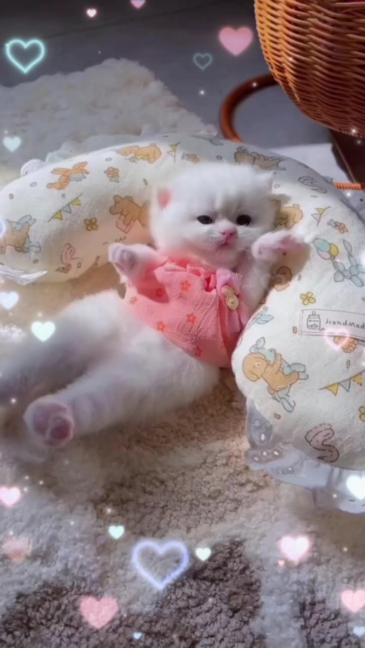 @UCHINOKOmohumohu