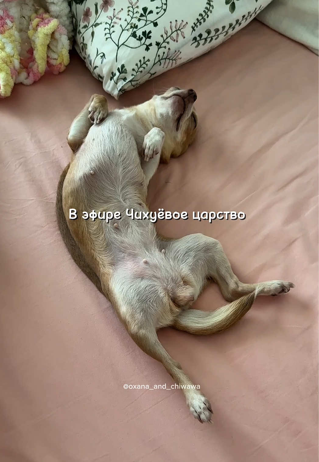 @Оксана & Чихуахуа Бонита