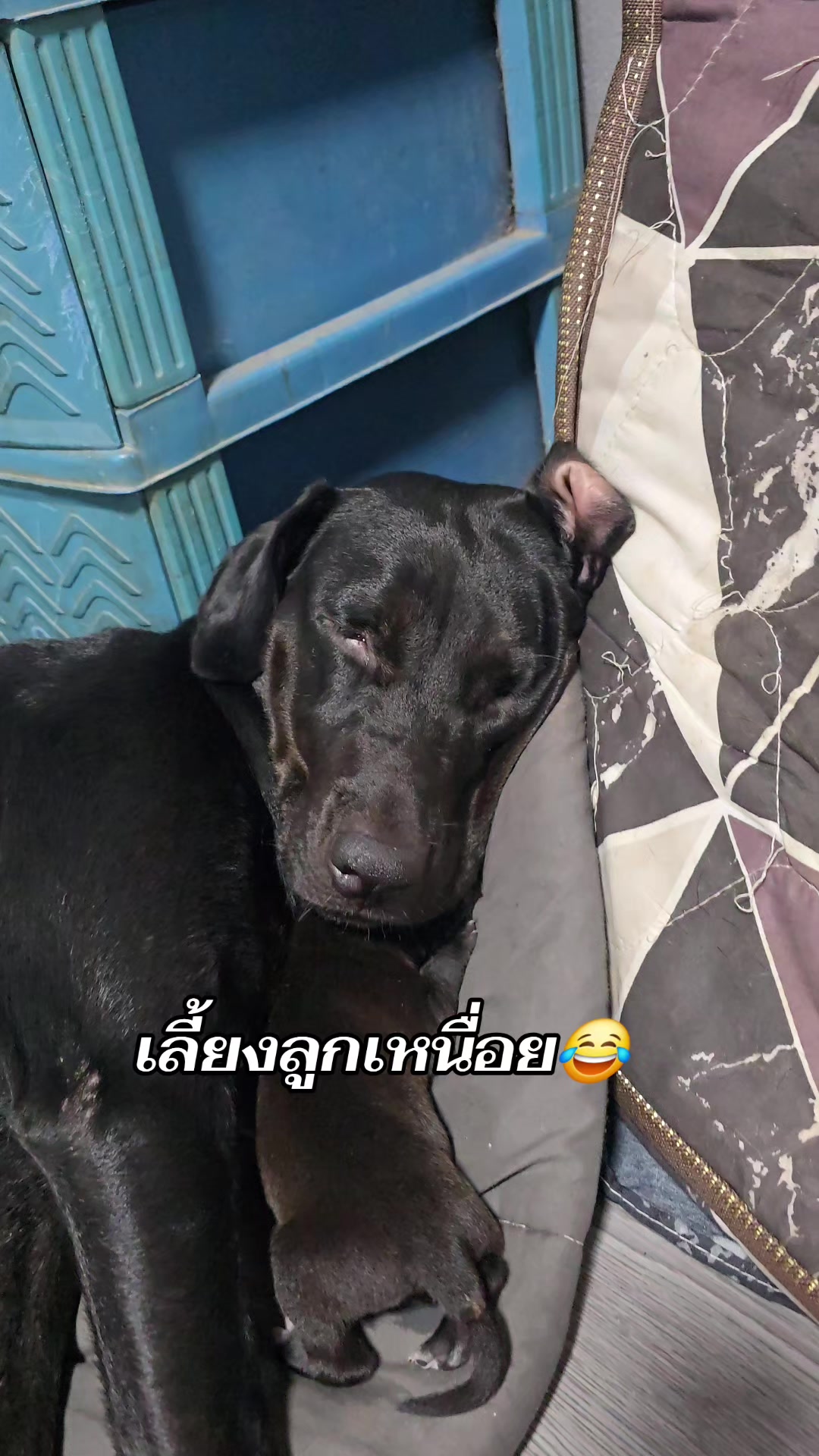@อาร์ม วุฒิกร