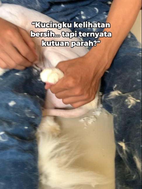 @Faunafella Care