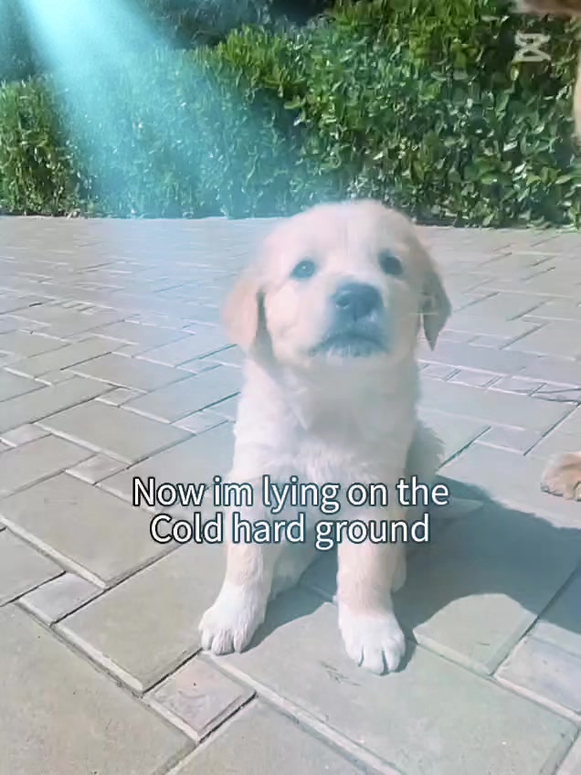 @Həsən Bünyadzadə.
