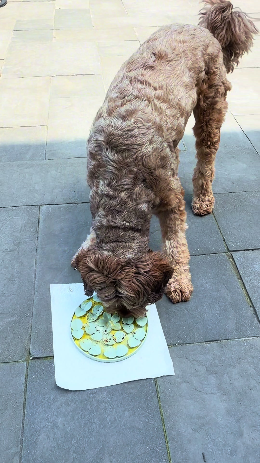 @Dogs Made Simple