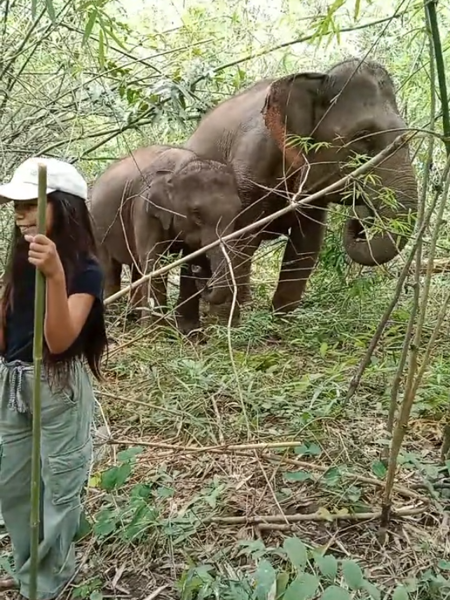 @LuangPrabang Elephant New Home