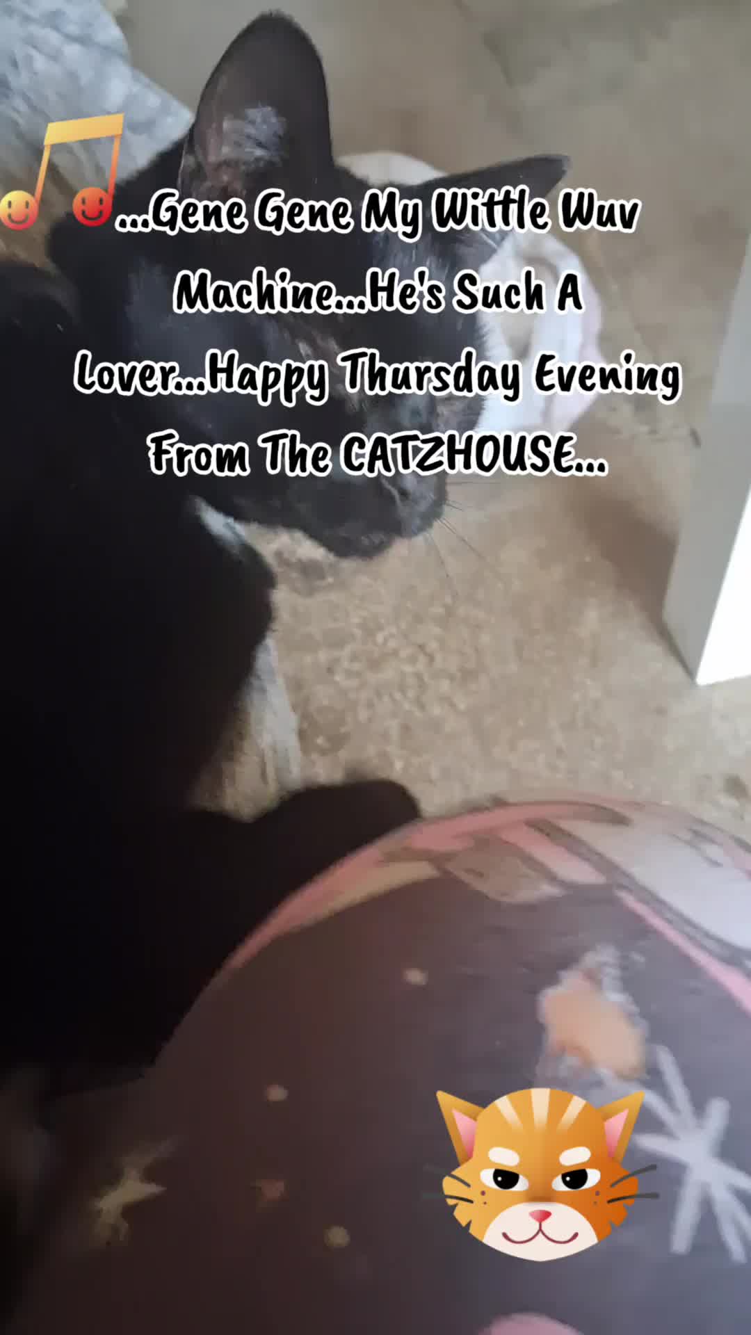 @Booh Hovey crazycatlady3
