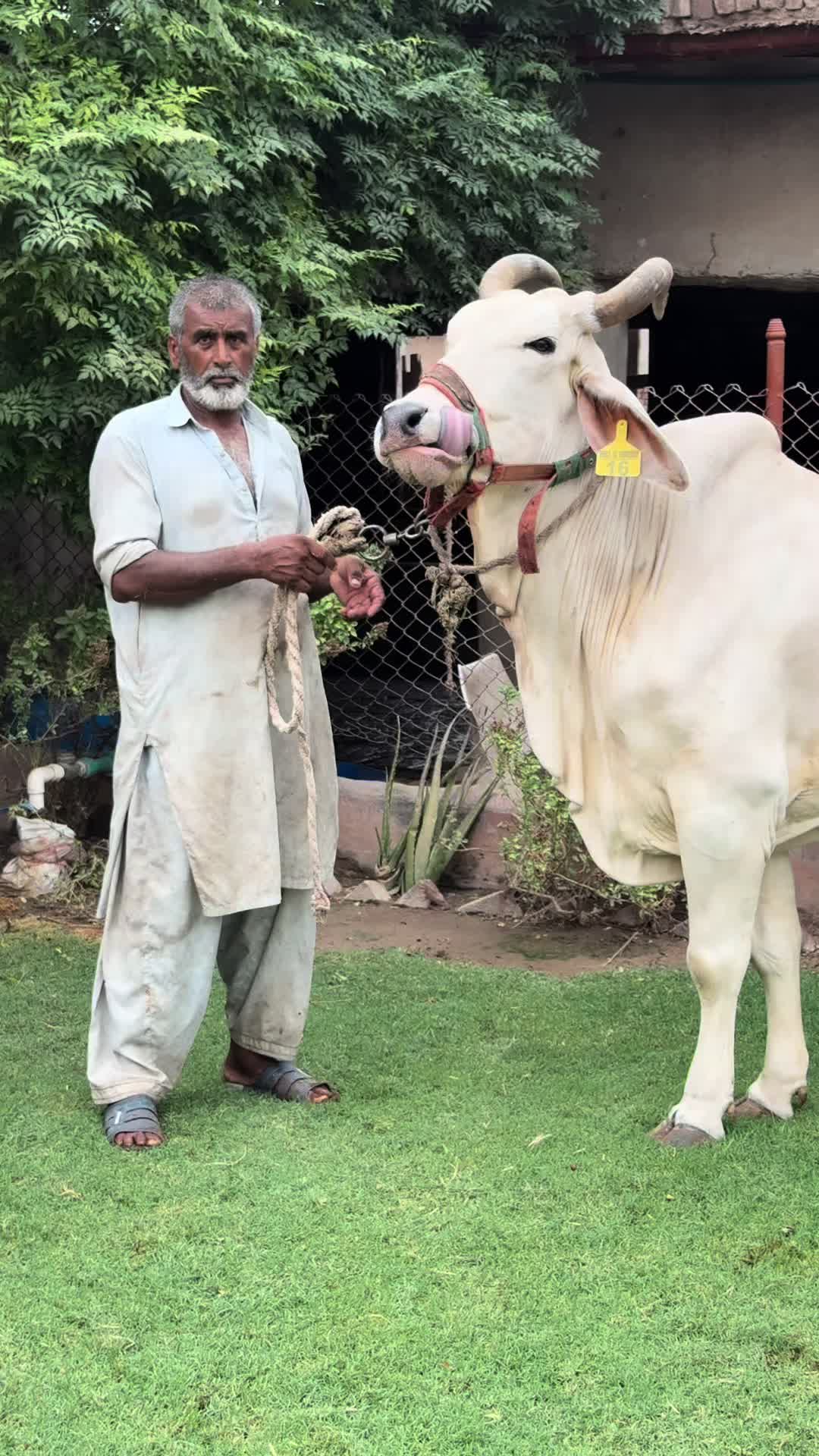 @شیخ ابوبکر ساجد