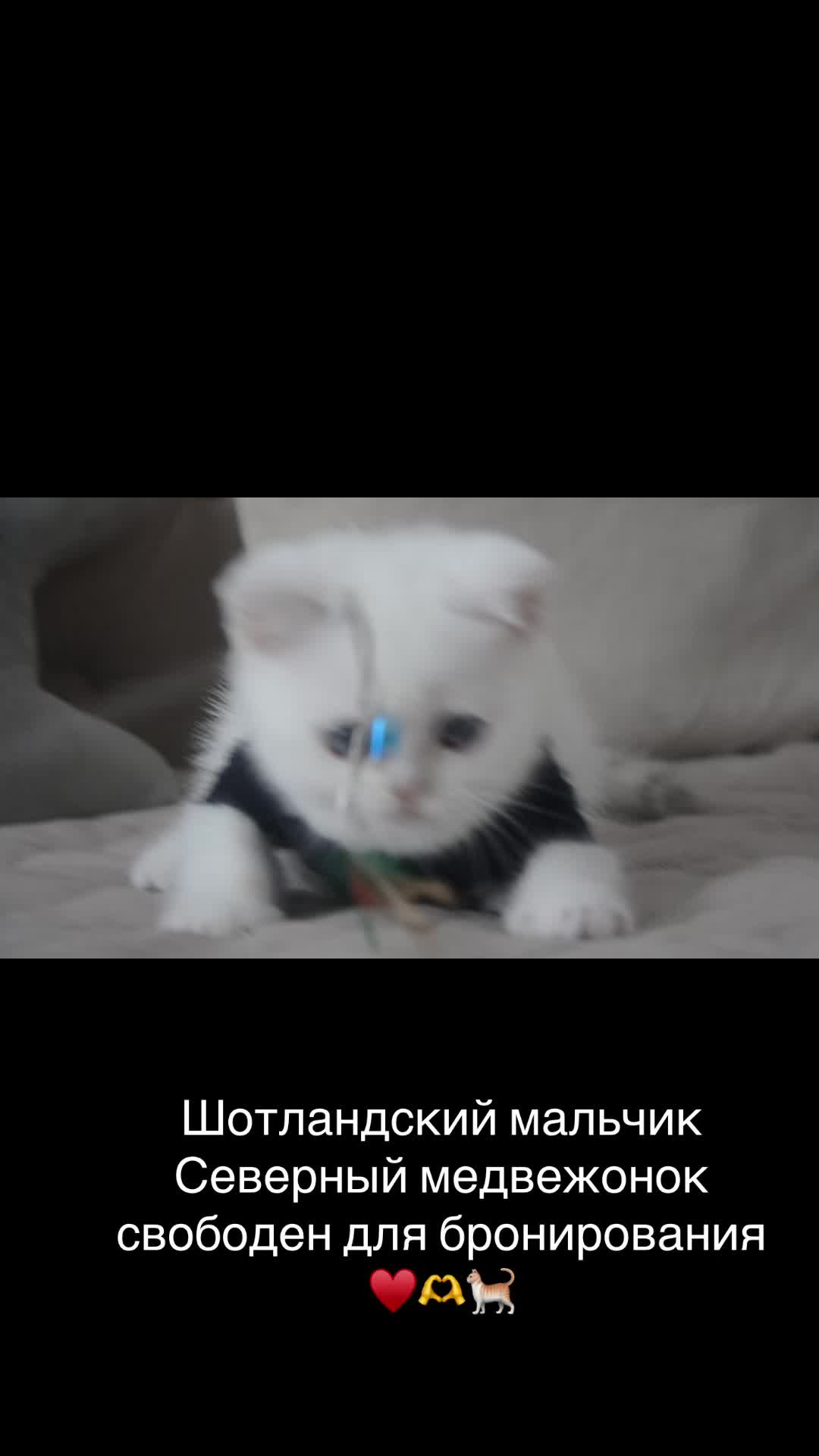 @swetlana_kittycat