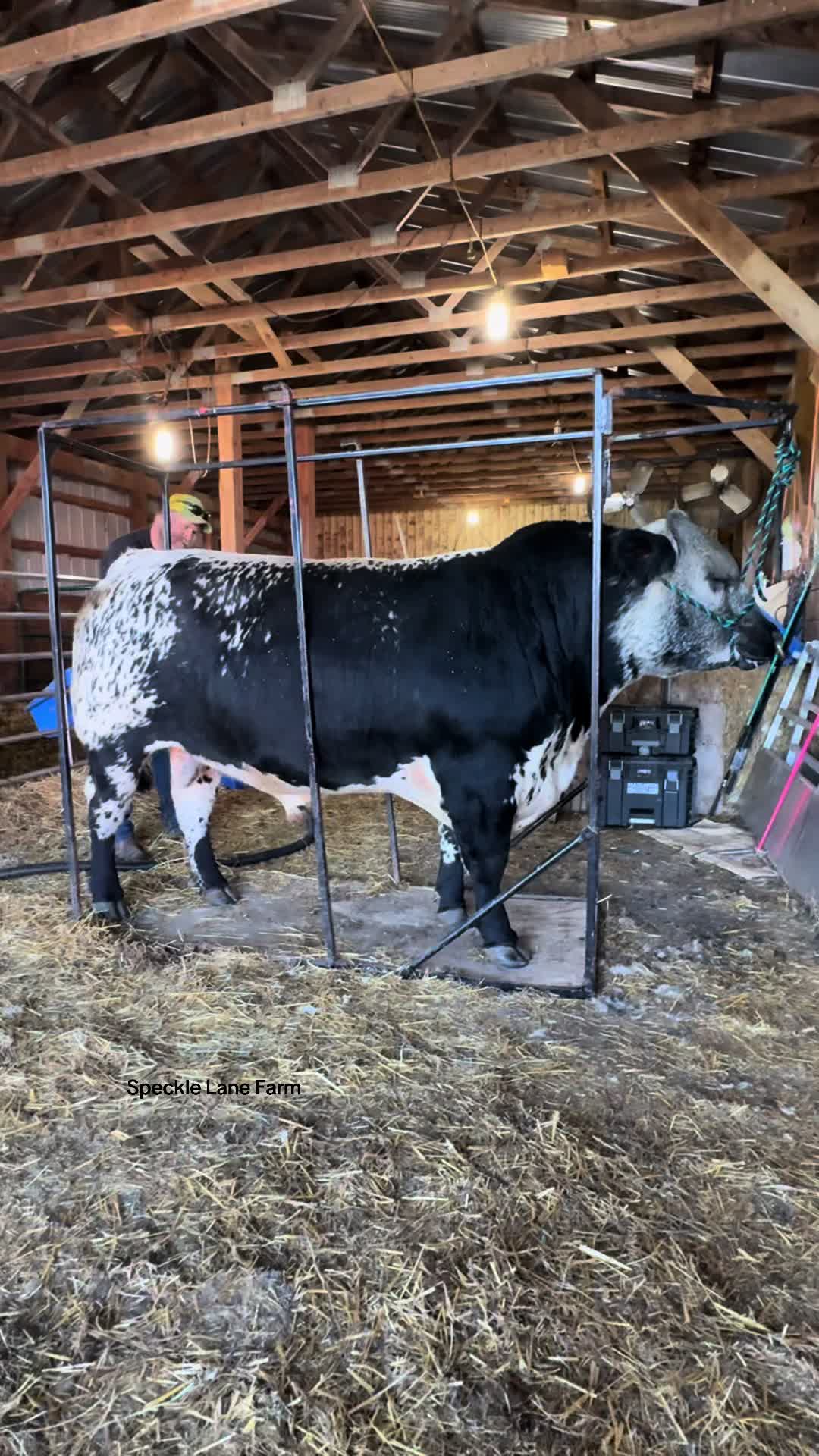 @Speckle Park Cattle
