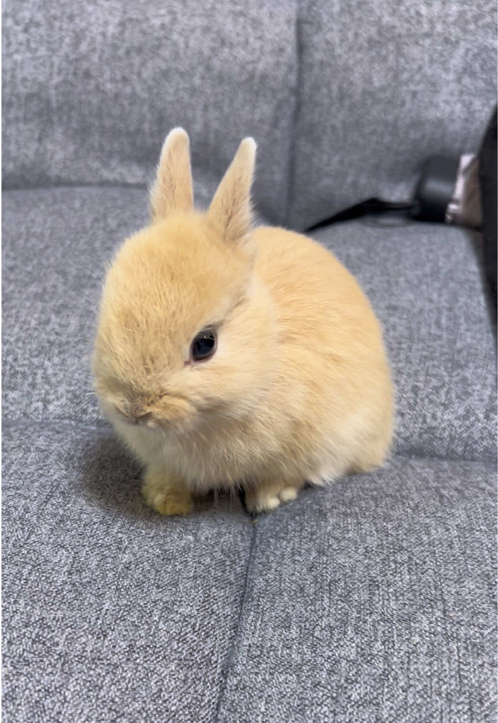 @코유ちゃんᲘ𐑼♡