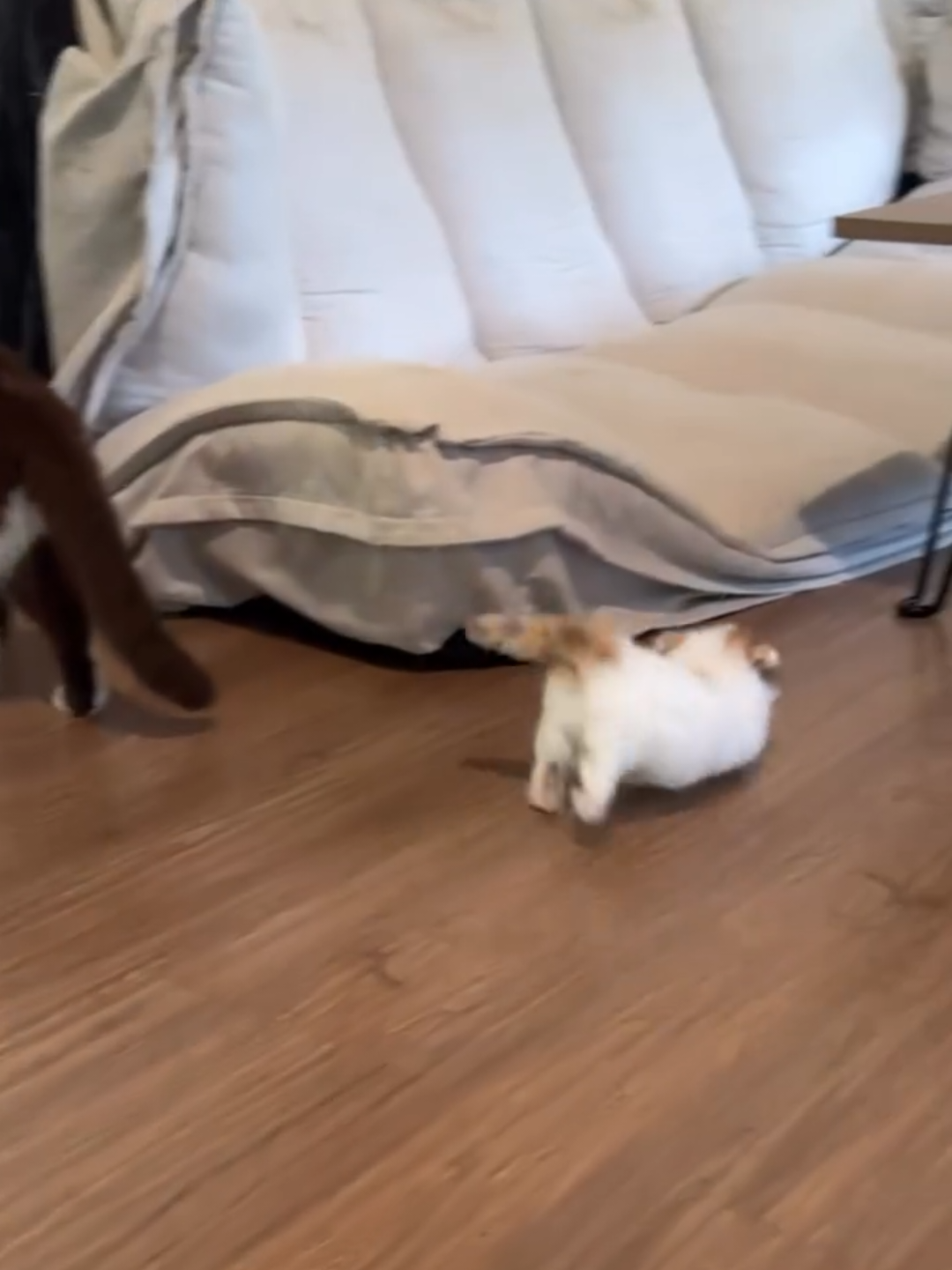 @Chonky World Of Cats