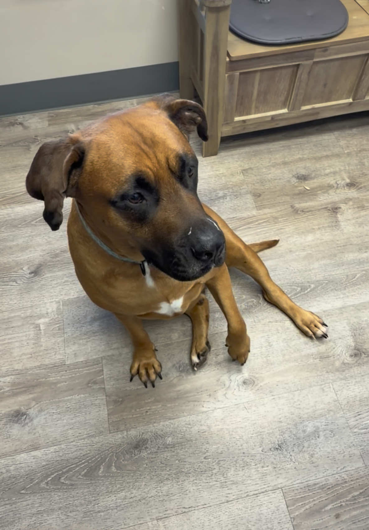 @Snodgrass Vet