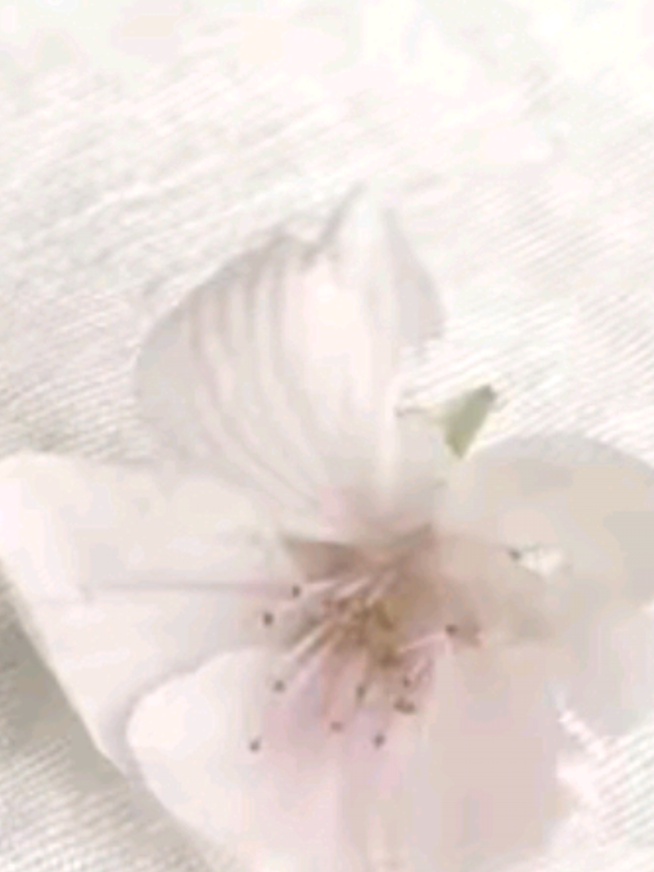 @౧͟౧᪲ 𝓒𝗵𝗮𝗲 ❤︎ᩙ
