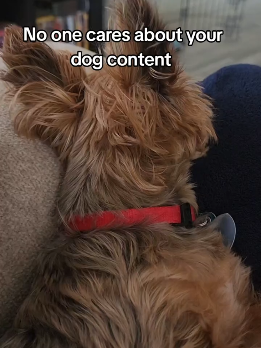 @Chase the Yorkie