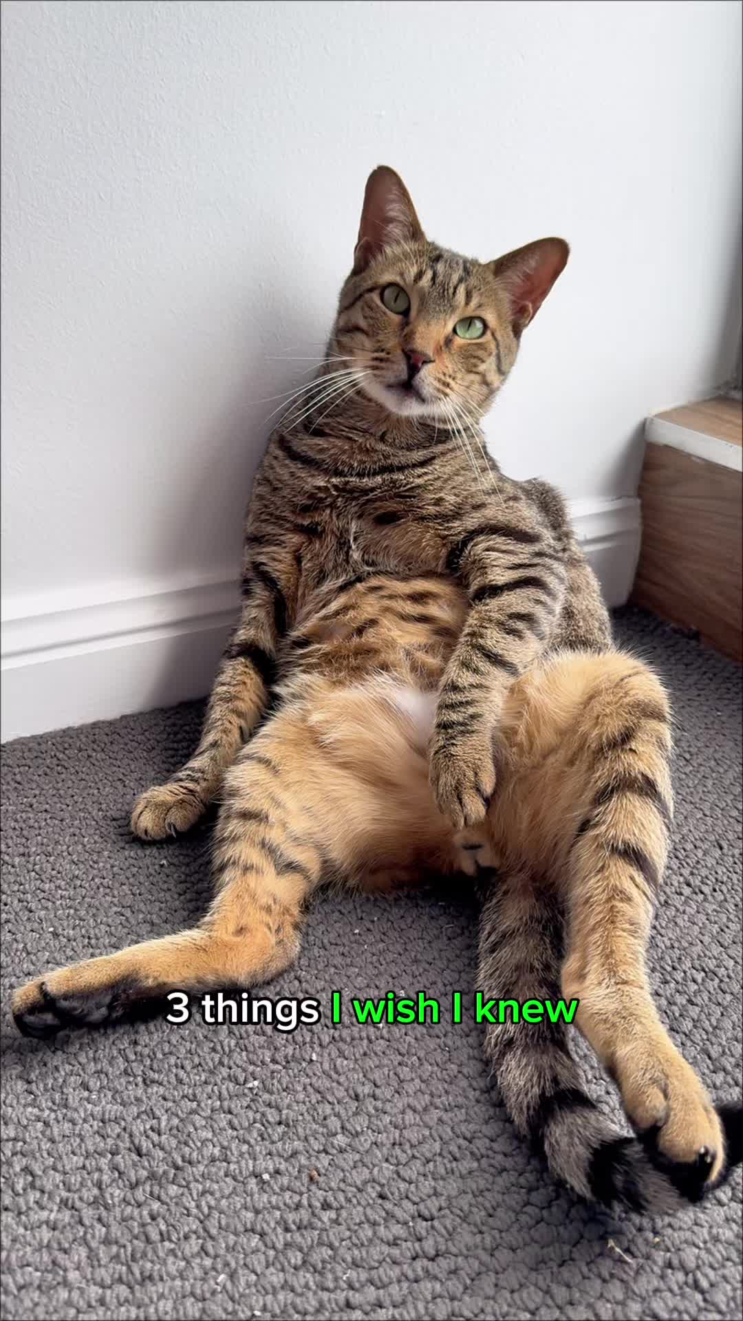 @Cat Tigrous