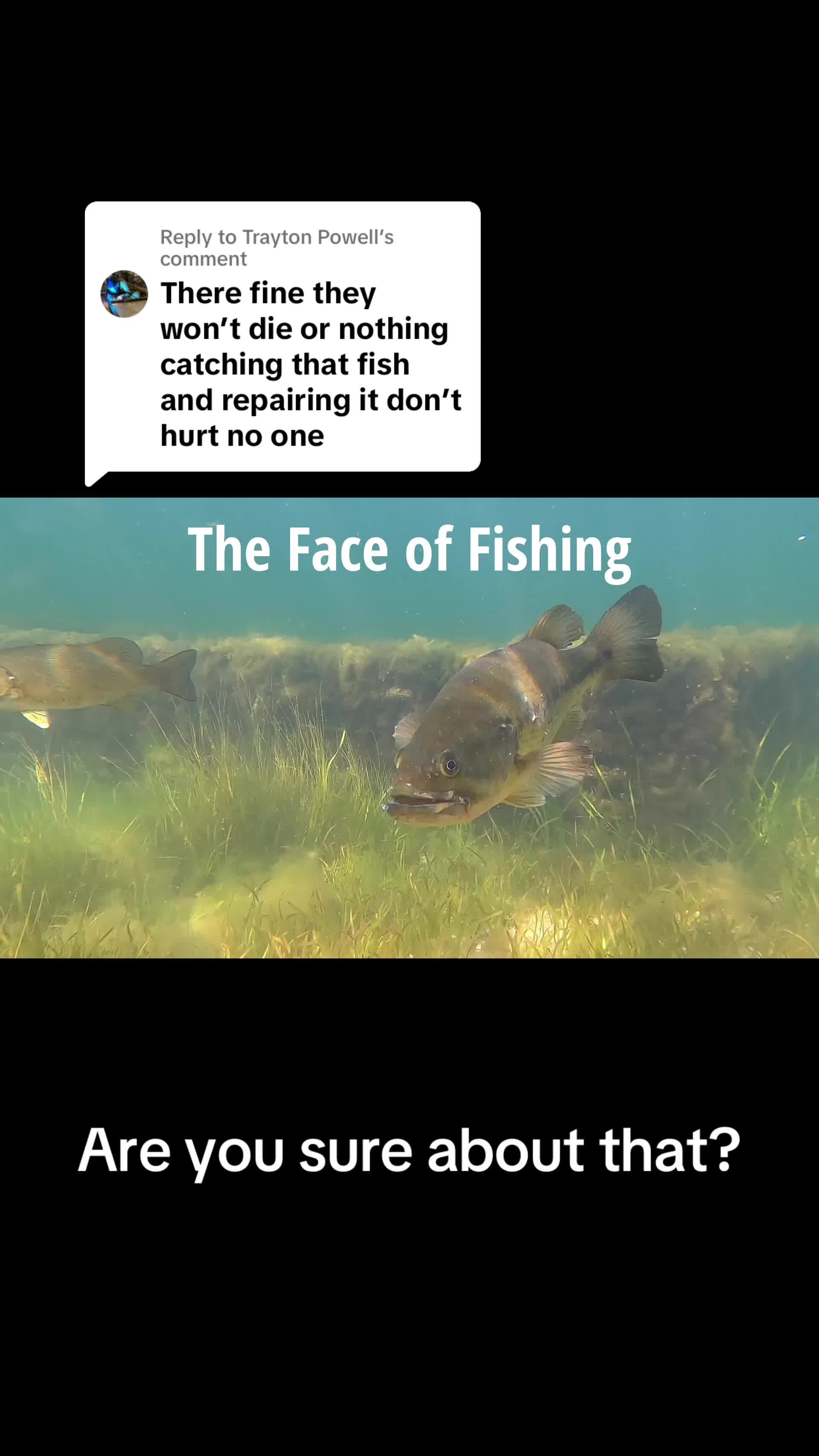 @The All-Animal Channel